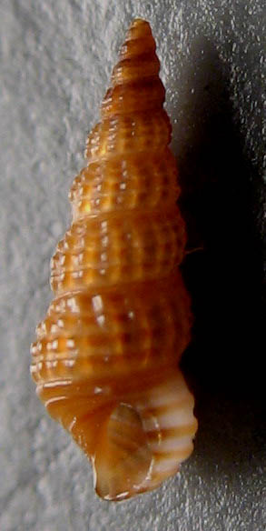 Cerithiidae: Gen. Bittium